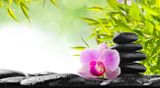 Shungite Plant Experiment May 2014 Review
